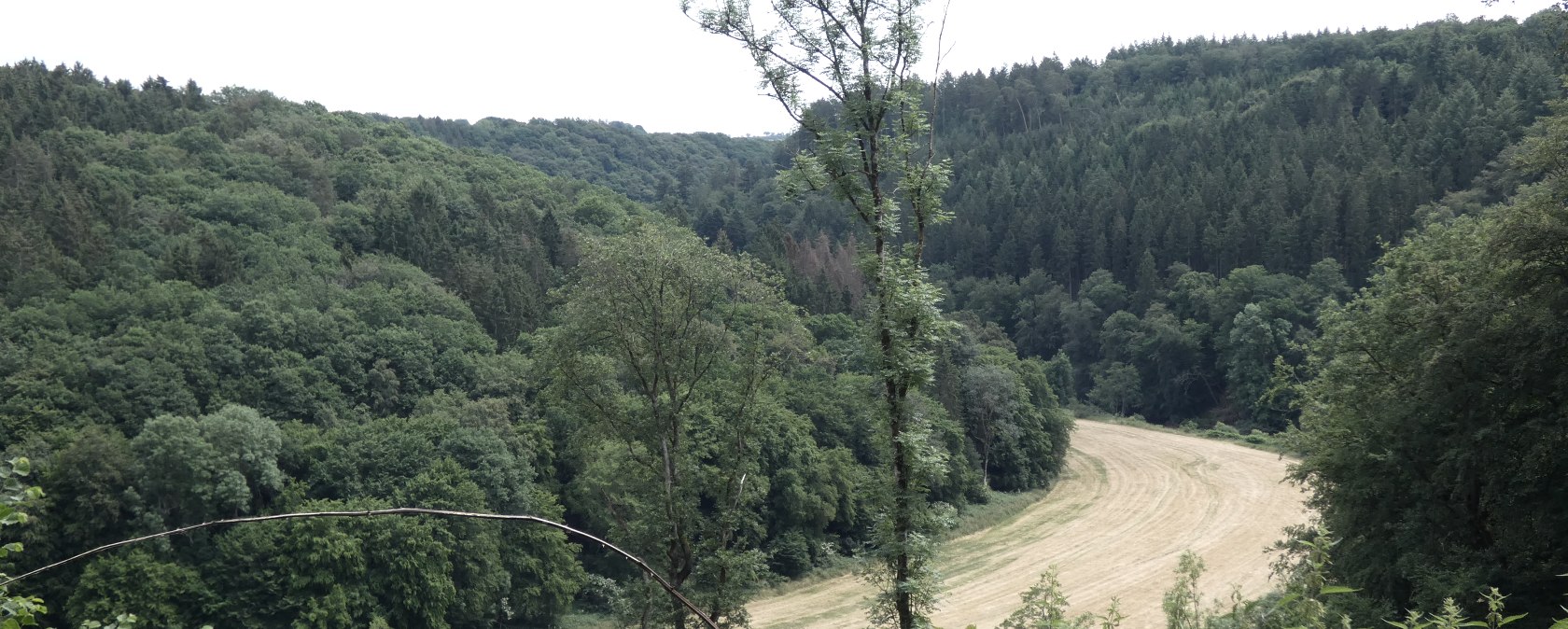 Des for&ecirc;ts vertes et denses entourent un &eacute;troit chemin de terre tondu dans un paysage vallonn&eacute;., &copy; TI Bitburger Land