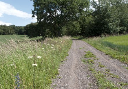 Un chemin de terre &agrave; la lisi&egrave;re de la for&ecirc;t avec de hautes herbes et des fleurs sauvages, un ciel bleu et des nuages blancs., &copy; V. Teuschler