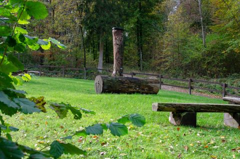 A green meadow in the forest with a large tree trunk and a bench. In the background, trees and a wooden fence are visible.