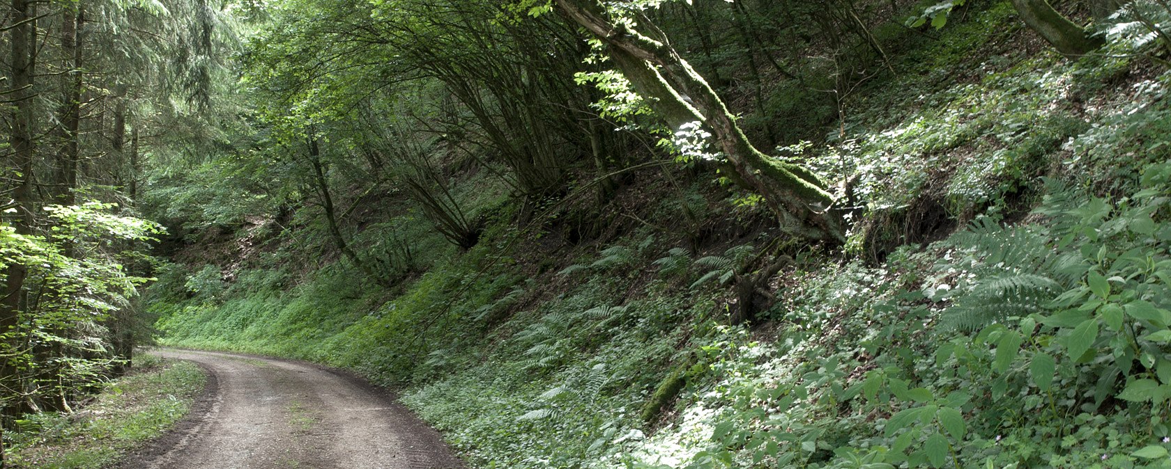 Chemin forestier dans la vall&eacute;e de la Pr&uuml;m, &copy; V. Teuschler