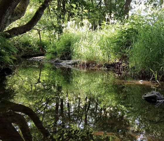 Mehelnbach pr&egrave;s de Niederpr&uuml;m, &copy; Tourist-Information Pr&uuml;mer Land Sebastian Wiesen