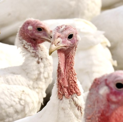 Puter, &copy; Pixabay