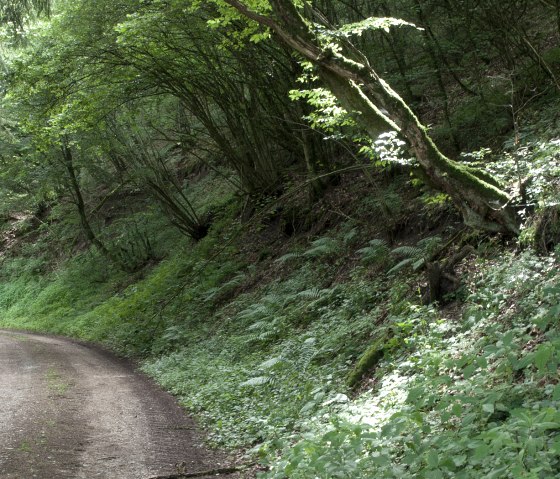 Chemin forestier dans la vall&eacute;e de la Pr&uuml;m, &copy; V. Teuschler