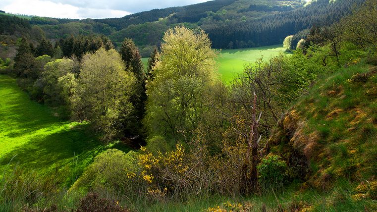 Landscape with green meadows, trees and broom bushes in the Eifel.