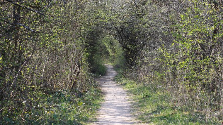 Un chemin étroit traverse une zone boisée avec du vert frais. Les arbres forment un couvert naturel au-dessus du sentier.