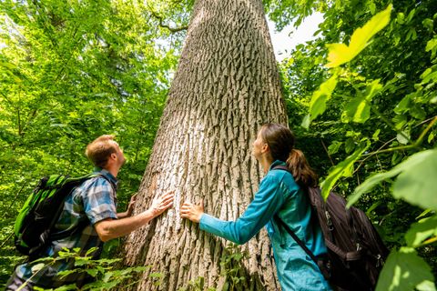 Ein Paar steht vor einem großen Baum im Wald und betrachtet seine Rinde. Die Umgebung ist grün und üppig, mit viel Vegetation.