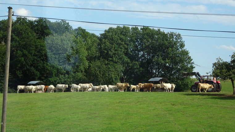 A group of cows stands on a green meadow. In the background, a tractor is visible, surrounded by trees.