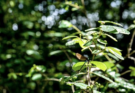 K&ouml;nigsw&auml;ldchen Hilfsger&auml;teroute(C)Ti Bitburger Land_MM (27)-2, &copy; TI Bitburger Land