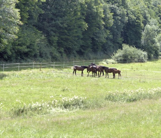 Chevaux sur le sentier de randonn&eacute;e n&deg; 19, &copy; Tourist-Info Islek