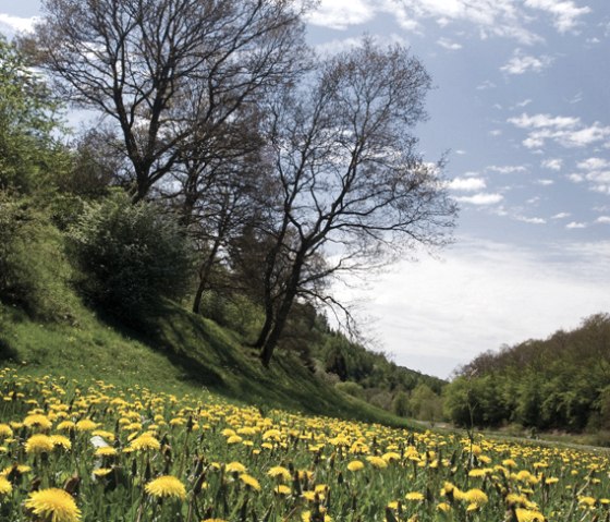 Sentier du dévonien, prairie de pissenlits, © Naturpark Südeifel, Pierre Haas