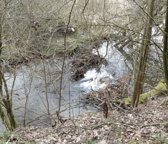 Irsen met sporen van bevers, &copy; Tourist-Information Islek