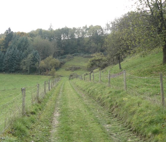 Een smal, grassig pad leidt door een heuvelachtig landschap met bomen en een hek. Op de achtergrond zijn bossen te zien., &copy; Felsenland S&uuml;deifel Tourismus GmbH, Christian Calonec-Rauchfuss