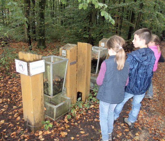 Drei Kinder betrachten eine Walderlebnisstation im herbstlichen Wald. Ein Schild mit der Aufschrift "Wald sch&uuml;tzt" ist sichtbar., &copy; Tourist-Information Bitburger Land