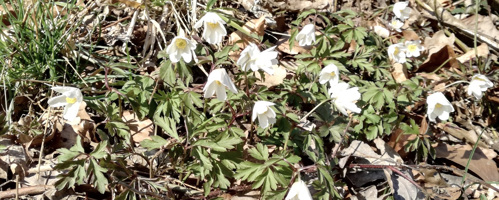 Naturimpression, &copy; Tourist-Information Bitburger Land_Melanie Salzburger