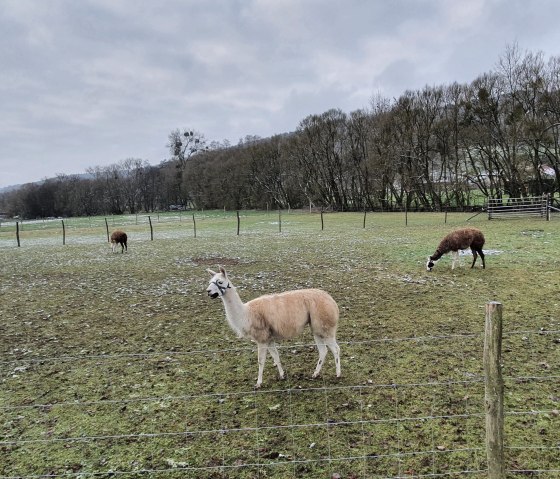 Alpaca's en ganzen grazen op een omheinde weide. Op de achtergrond zijn bomen en een bewolkte lucht te zien., &copy; Tourist-Information Bitburger Land / Steffi Wagner