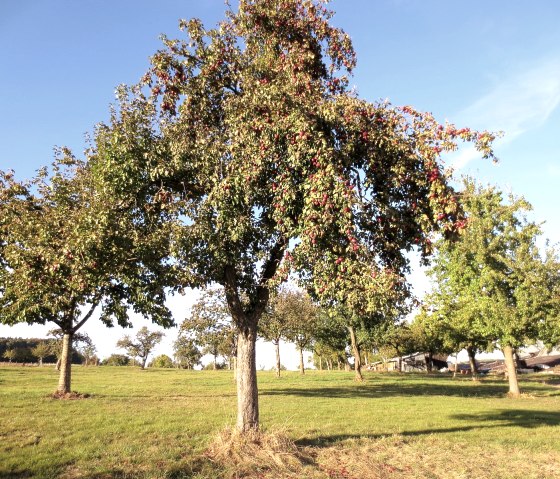 Vier seizoenen lopen Niederweiler, &copy; Tourist-Information Bitburger Land_Doris Welter
