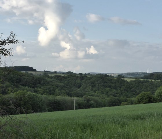Des champs et des for&ecirc;ts verdoyants s'&eacute;tendent jusqu'&agrave; l'horizon, o&ugrave; se dressent des &eacute;oliennes. Le ciel est bleu avec des nuages blancs., &copy; Elke Wagner, Felsenland S&uuml;deifel Tourismus GmbH