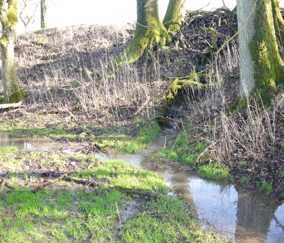 Een klein beekje ontspringt op een begroeide oever in het bos. Mos bedekt de bomen en op de oevers groeit vers gras., &copy; Hermann-Josef Berscheid