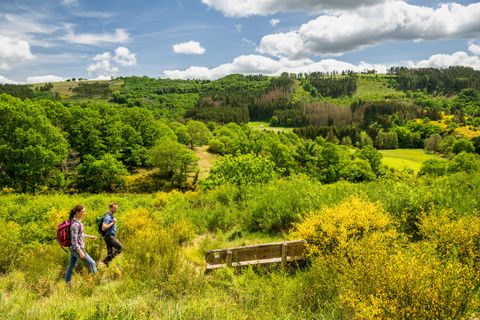 Zwei Personen wandern durch hügelige Landschaft, in der Ginster blüht
