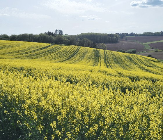 Westwall Wanderweg_TI Islek (6), &copy; TI Islek