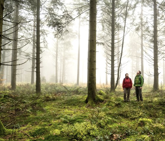 Mystiek bos op de Schneifel heideweg, © Eifel Tourismus GmbH, Dominik Ketz