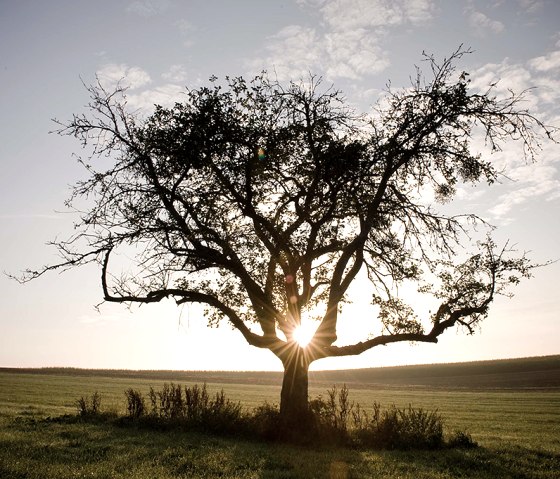 Ein Baum steht allein auf einem Feld, die Sonne scheint durch seine Äste. Der Himmel ist leicht bewölkt, die Szene wirkt friedlich und idyllisch., © Naturpark Südeifel, P. Haas