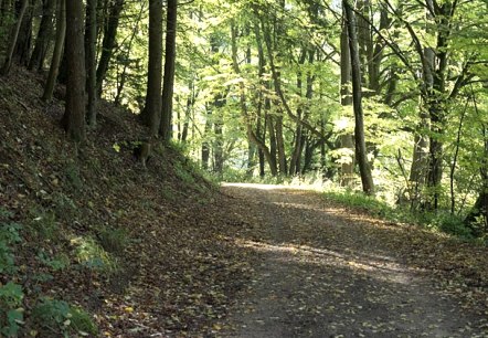 Un chemin forestier ombrag&eacute; dans le Nusbaumer Hardt, bord&eacute; de grands arbres et &eacute;clair&eacute; par les rayons du soleil qui traversent la canop&eacute;e., &copy; V. Teuschler