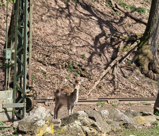 Zoo03, &copy; Eifel-Zoo, Wallpott