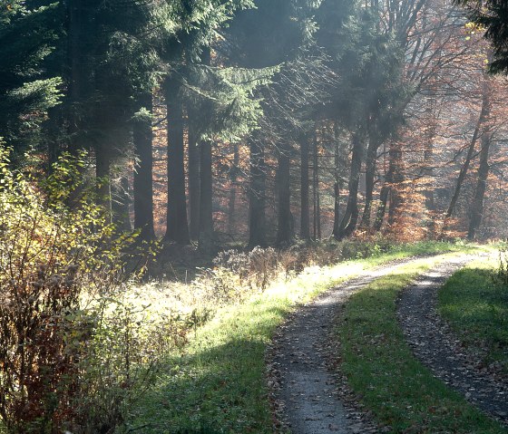 Chemin forestier pr&egrave;s du ch&acirc;teau de Pr&uuml;m, &copy; V. Teuschler