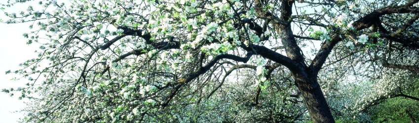 Der Naturpark S&uuml;deifel, &copy; Eifel Tourismus/H.J. Sittig