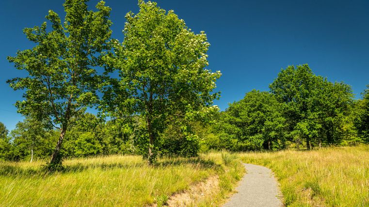 Un beau chemin qui traverse une prairie verte, entouré d'arbres. Le ciel est clair et bleu.