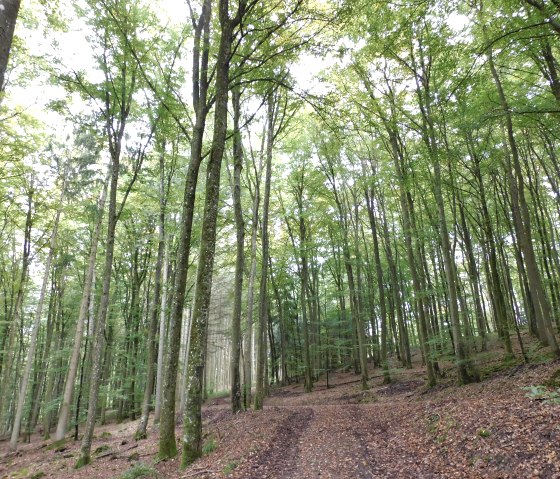 M&ouml;hn, &copy; Nicole Zimmer