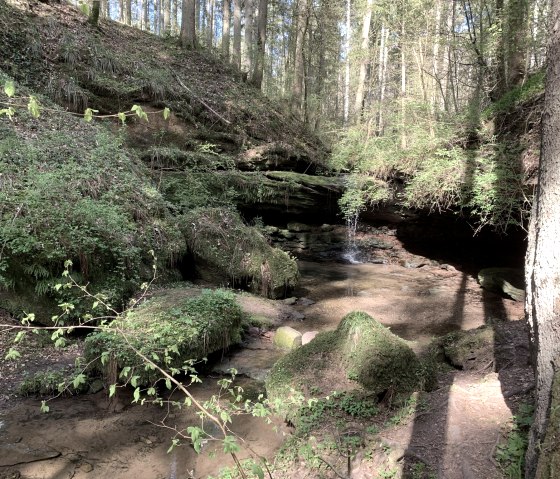 Un chemin forestier avec une v&eacute;g&eacute;tation luxuriante, une petite cascade et des pierres couvertes de mousse. La lumi&egrave;re du soleil traverse les arbres., &copy; Benjamin Milbach