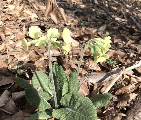 Primel in der Sch&ouml;necker Schweiz, &copy; Eifel Tourismus GmbH
