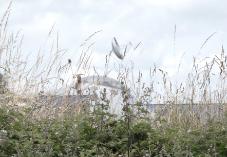 Een veld met hoog gras en bloemen, op de achtergrond is een grote schotelantenne te zien., &copy; TI Bitburger Land