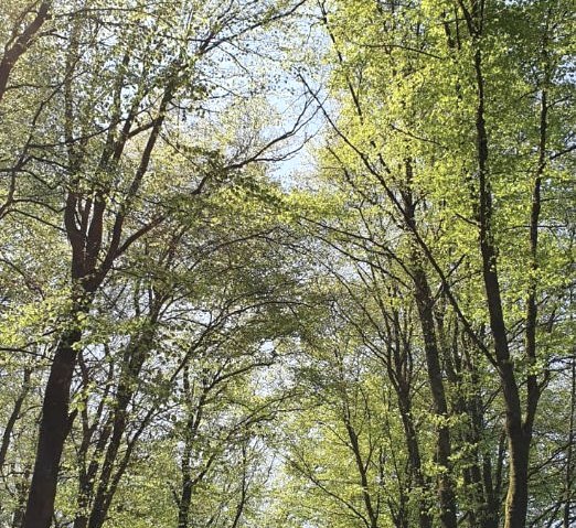 Wanderweg 15 bei Arzfeld, &copy; Tourist-Info Islek