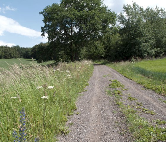 Un chemin de terre &agrave; la lisi&egrave;re de la for&ecirc;t avec de hautes herbes et des fleurs sauvages, un ciel bleu et des nuages blancs., &copy; V. Teuschler