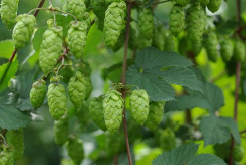 Groene hopbellen hangen aan een plant. De bladeren zijn ook groen en geven de scène een frisse sfeer.