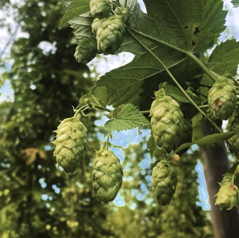 Houblon, © Felsenland Südeifel Tourismus GmbH / Anna Carina Krebs