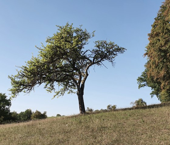 Een enkele boom staat op een licht glooiend weiland onder een strakblauwe hemel. Rechts zijn meer bomen te zien., &copy; TI Bitburger Land, Steffi Wagner