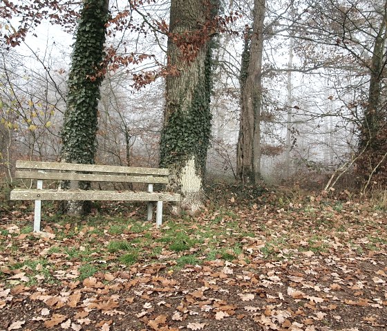 Holzbank im herbstlichen Wald, umgeben von Laub und B&auml;umen. Nebeliger Hintergrund, ruhige Atmosph&auml;re., &copy; TI Bitburger Land - Steffi Wagner