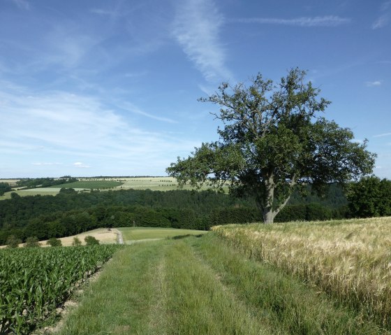 Un endroit de r&ecirc;ve pour pique-niquer et se r&eacute;galer, &copy; NaturAktivErleben