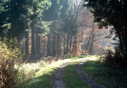 Chemin forestier pr&egrave;s du ch&acirc;teau de Pr&uuml;m, &copy; V. Teuschler