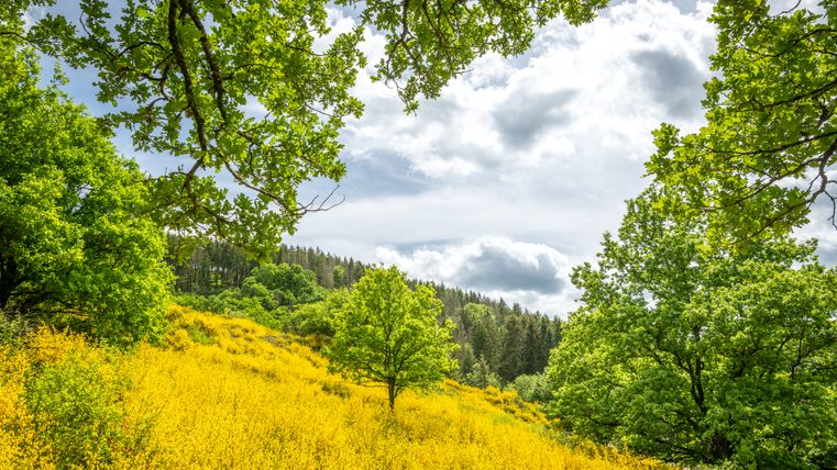 Landscape with yellow broom fields and green trees under a cloudy sky.
