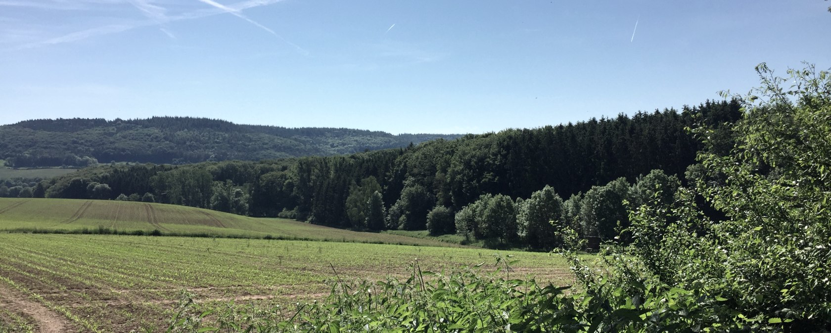 Des champs verts et des for&ecirc;ts denses sous un ciel bleu clair dans le parc naturel de l'Eifel du Sud., &copy; TI Bitburger Land