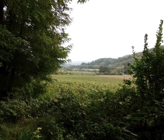 Egel 5, &copy; Nicole Zimmer