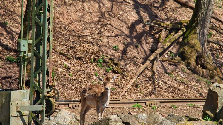 Ein Reh steht neben einer alten Maschine in einer bewaldeten Umgebung. Der Boden ist mit Laub und Steinen bedeckt.