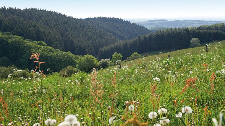 Blühende Wiese mit Blick auf bewaldete Hügel im Prümtal.