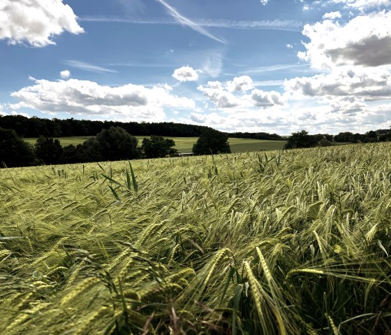 Ein weites Weizenfeld unter einem blauen Himmel mit wei&szlig;en Wolken. Im Hintergrund sind B&auml;ume und H&uuml;gel zu sehen., &copy; TI Bitburger Land