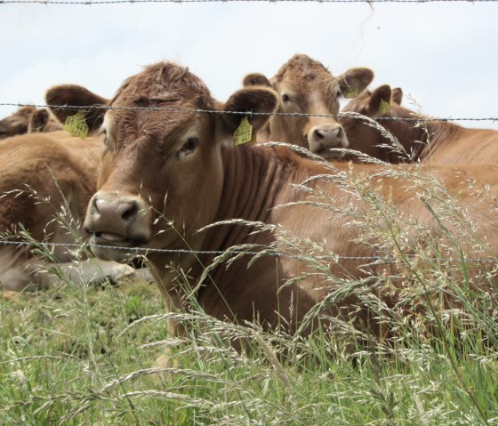Des vaches brunes sont couch&eacute;es derri&egrave;re une cl&ocirc;ture en fil de fer barbel&eacute; dans un pr&eacute; vert. Des herbes sont visibles au premier plan., &copy; M. Bach